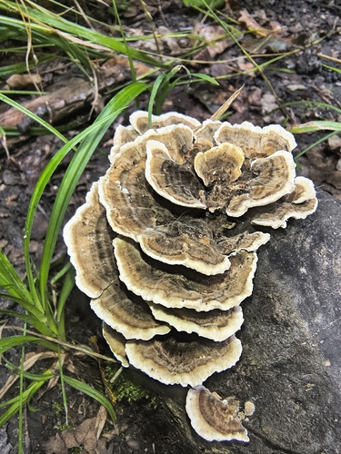 turkey-tail