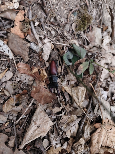 European Stag Beetle