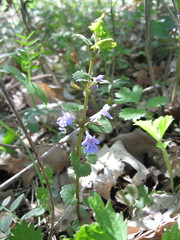 Glechoma hederacea