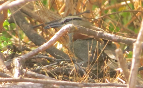 iNaturalist image