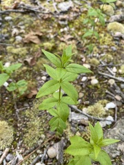 Lysimachia quadrifolia