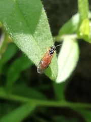 Athalia rosae