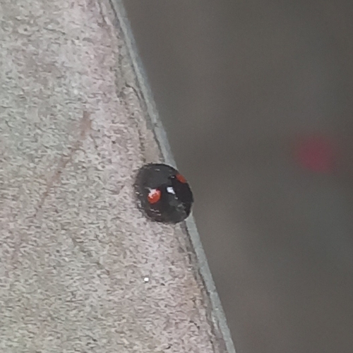 Kidney-spot Ladybird