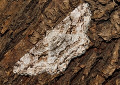 Peribatodes umbraria