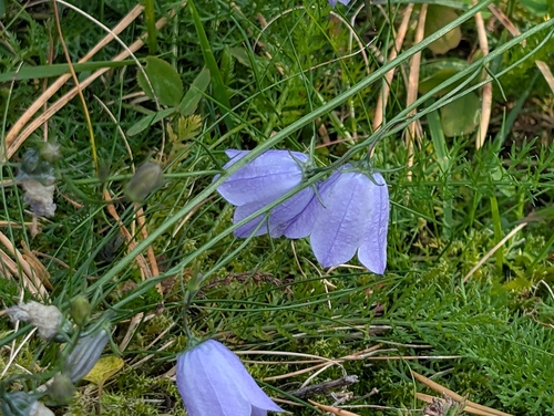 Common Harebell