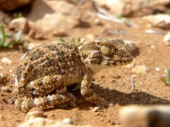 Tarentola chazaliae