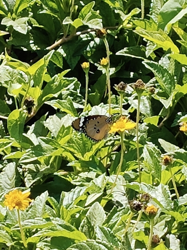 Plain Tiger Butterfly