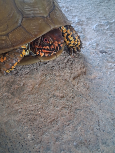 Three-toed Box Turtle