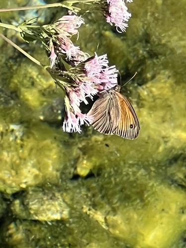 Meadow Brown