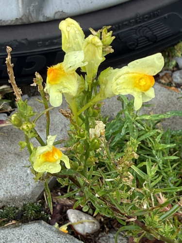 common toadflax