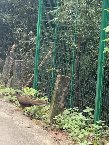 Silver Pheasant