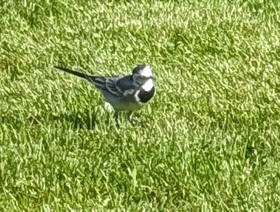 White Wagtail