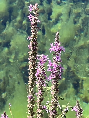purple loosestrife