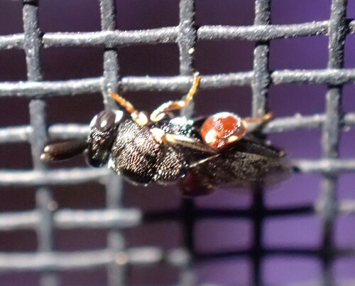 Brachymeria, 2026-09-13