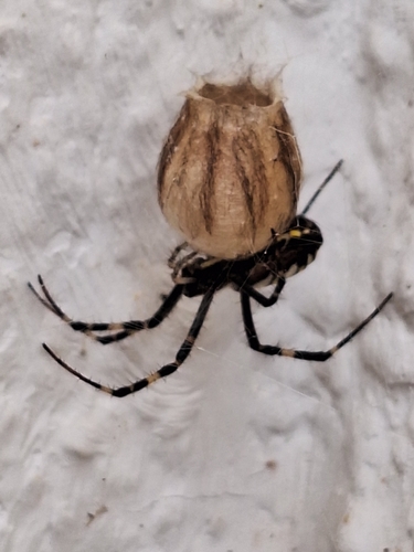 Wasp Spider
