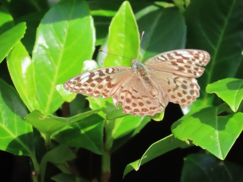 Silver-washed Fritillary