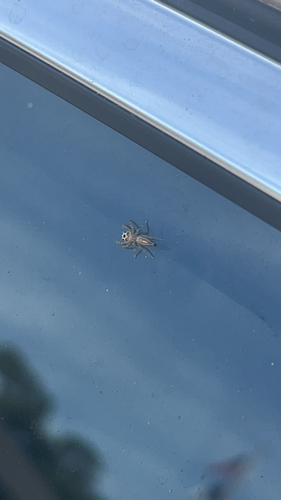 Sylvan Jumping Spider