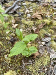 Lysimachia quadrifolia
