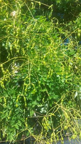 Japanese pagoda tree