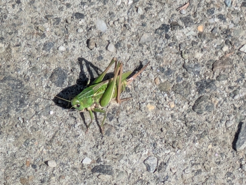Wart-biter