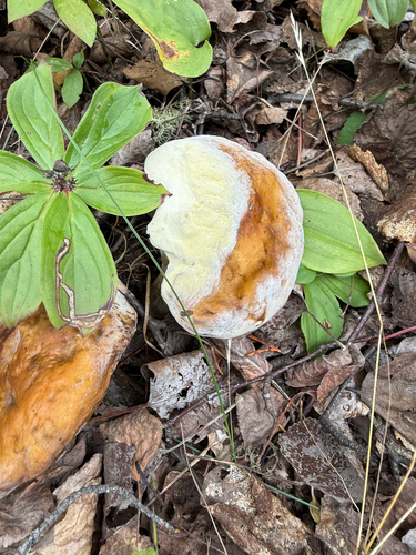 Canadian bunchberry