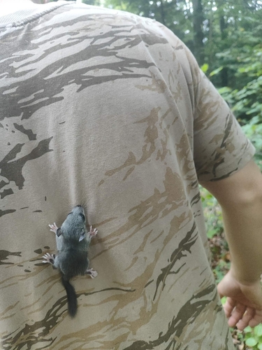 European Fat Dormouse