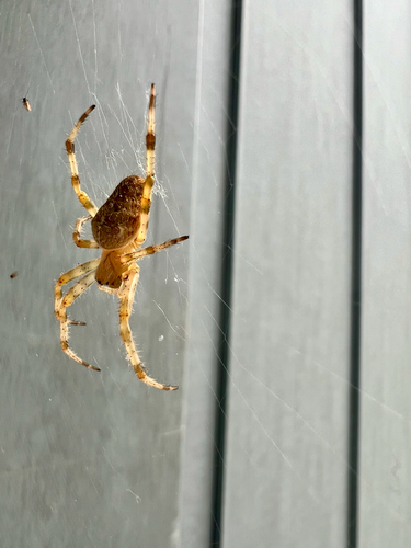 Cross Orbweaver