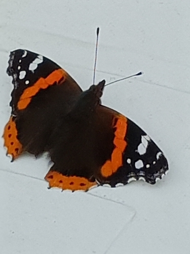 Red Admiral