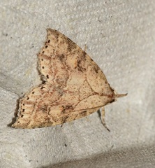 Olulis puncticinctalis