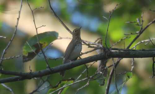 Swainson's Thrush