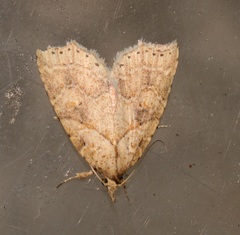 Olulis puncticinctalis