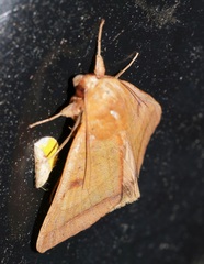 Ophiusa trapezium
