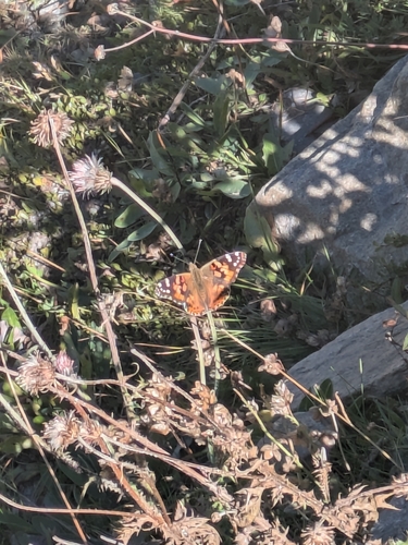 Painted Lady