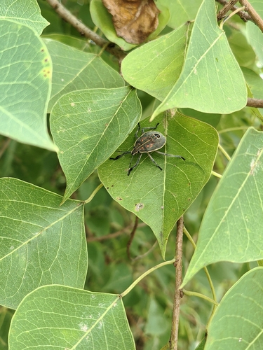 Yellow-spotted Stink Bug