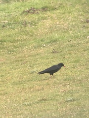 Pyrrhocorax pyrrhocorax pyrrhocorax