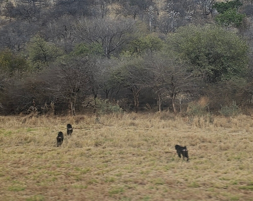 Chacma Baboon