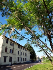 Robinia pseudoacacia