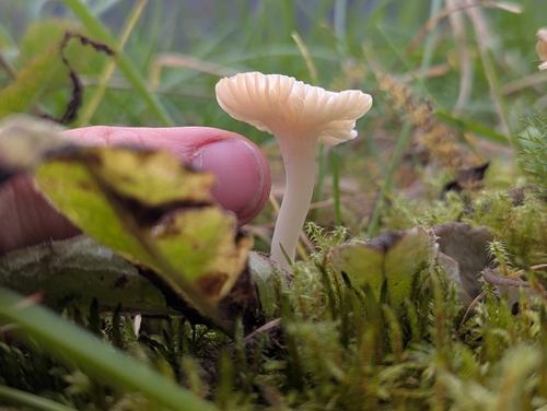 Snowy Waxcap