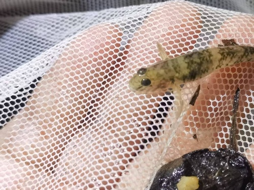 Amur Goby