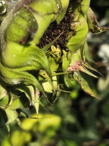 Sunflower Rust