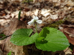 Viola renifolia