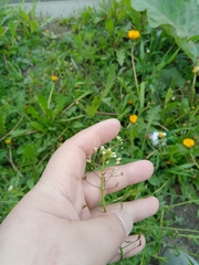 Capsella bursa-pastoris