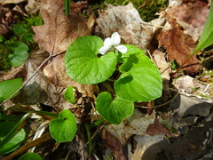 Viola renifolia