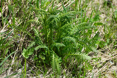 Pedicularis incarnata