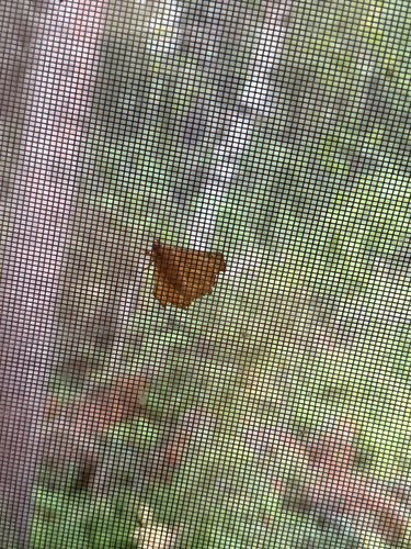 Maple Spanworm Moth
