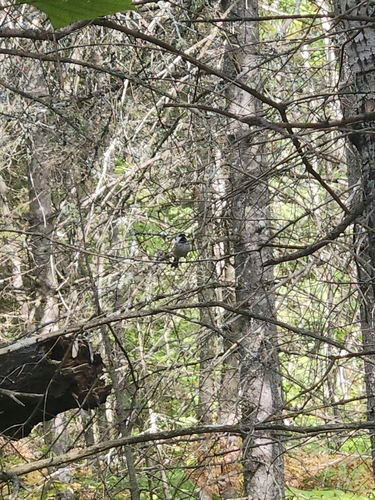 Black-capped Chickadee