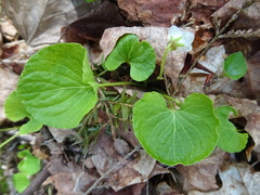 Viola renifolia