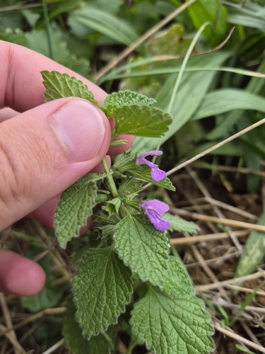 Black horehound