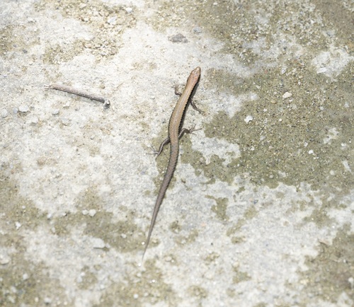Modest Ground Skink