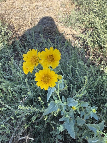 cowpen daisy